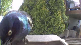 common grackle