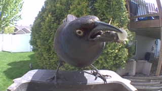 common grackle