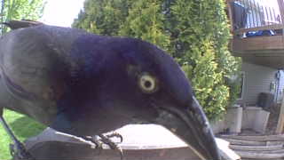common grackle