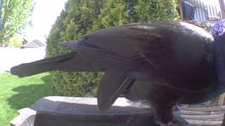 common grackle