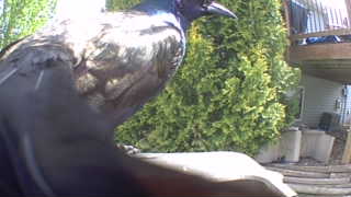 common grackle