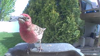 house finch