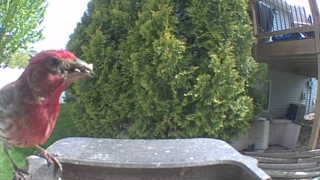 purple finch