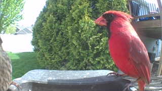 northern cardinal
