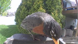 american robin