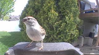chipping sparrow