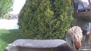 ruffed grouse