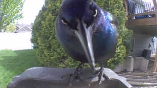 common grackle