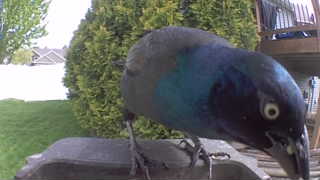 common grackle