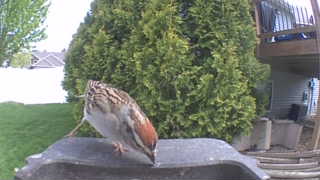 fox sparrow