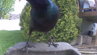 common grackle