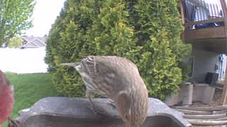 american robin