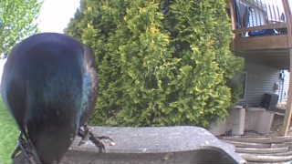 common grackle