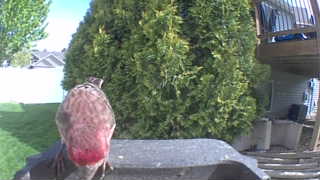 house finch