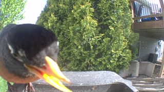 american robin