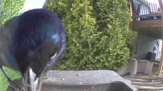 common grackle