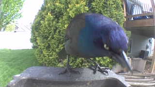 common grackle