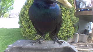 european starling