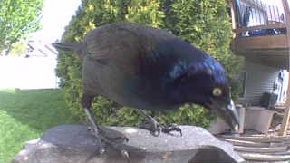 common grackle