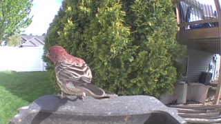 house finch