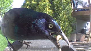common grackle