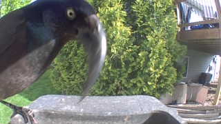 common grackle
