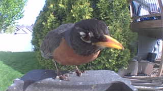 american robin
