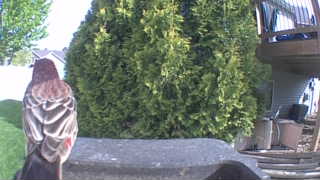 mourning dove