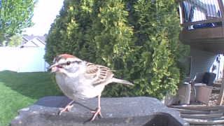 chipping sparrow