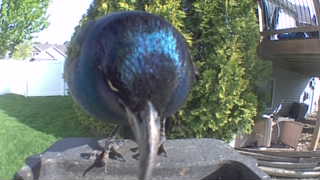 common grackle