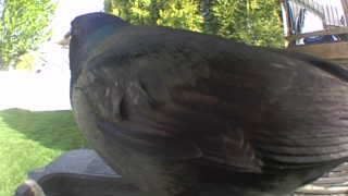 common grackle