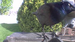 common grackle