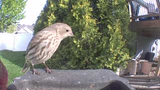 house finch