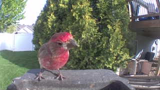 house finch