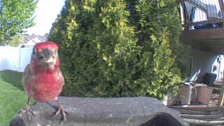 purple finch
