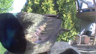 common grackle