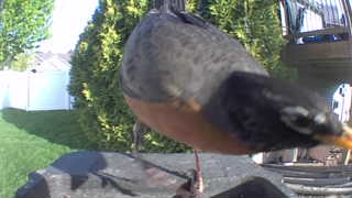 american robin