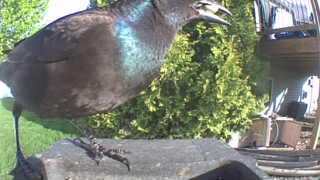 european starling