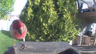 house finch