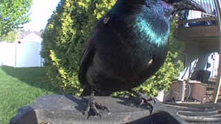 common grackle