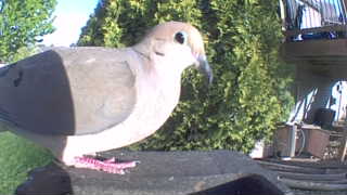 mourning dove