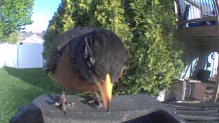 american robin