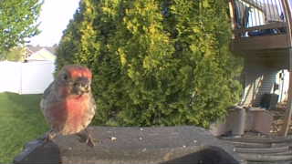 house finch