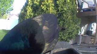 common grackle