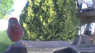 purple finch