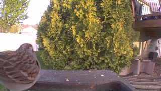 house sparrow