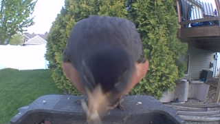 red-breasted nuthatch