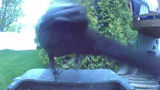 common grackle