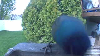 american crow