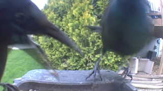 american crow